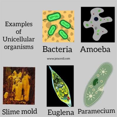   Quiescent: この単細胞生物は「静けさ」と「動き」の両面を併せ持つ！