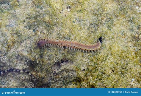  トビイロチャバネウオ、海の底を這いずり回る、鮮やかな色を持つ魅惑的なポリケータ