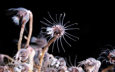  Xenia: Can this vibrant hydrozoan colony truly pulsate with underwater disco vibes?