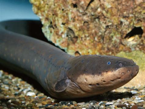  デンキナマズ、深海の電気で獲物を狩る！