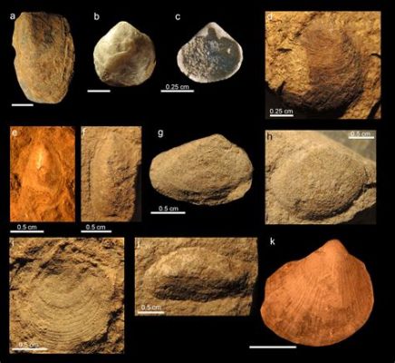  ハマグリ！砂浜の宝石、二枚貝の壮大なる進化と驚異的な生存戦略を紐解く！