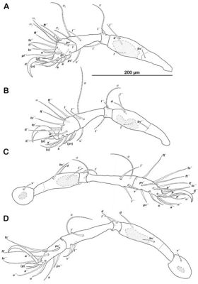   イサムシの多様性と驚きの生態！この這い回る生き物、実は何百もの足を持つ！？