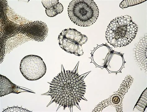  Radiolaria！このミクロの世界のダイヤモンドの芸術家