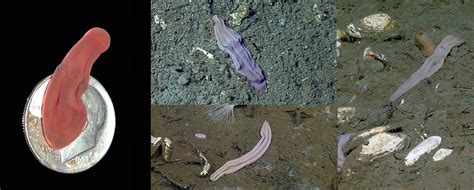  Xenoturbella bocki:  An Unassuming Marine Worm with Surprising Evolutionary Secrets!